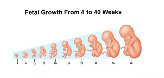 كيف يتكون الجنين في الشهر الأول