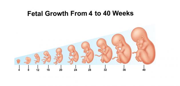 كيف يتكون الجنين في الشهر الثاني