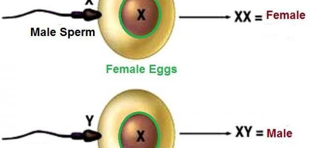 كيف يتم تحديد نوع الجنين