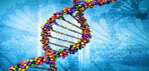 كيف يتم عمل تحليل DNA