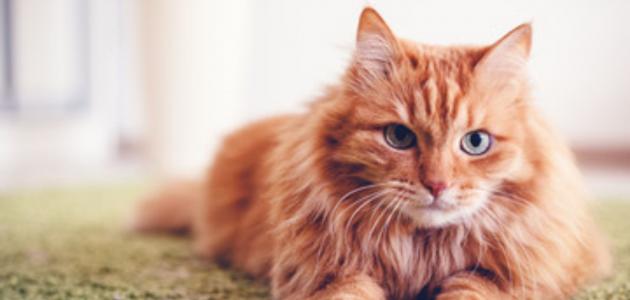 كيف يمكن علاج الحساسية من القطط؟
