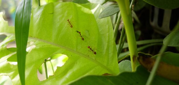 كيفية إبعاد النمل عن الزرع