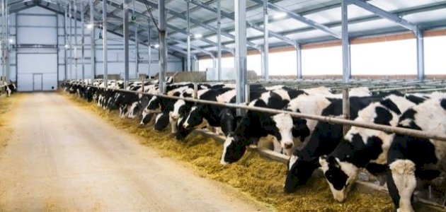 كيفية إدارة مزارع الإنتاج الحيواني