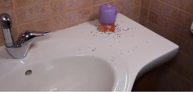 كيفية التخلص من النمل الموجود في الحمام