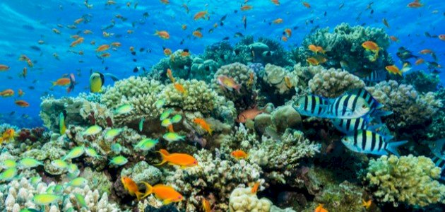 كيفية المحافظة على الشعاب المرجانية