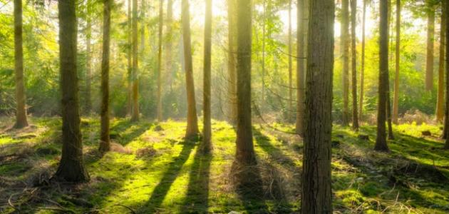 كيفية المحافظة على الغابات