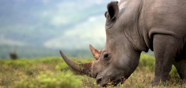 كيفية حماية الحيوانات المهددة بالانقراض
