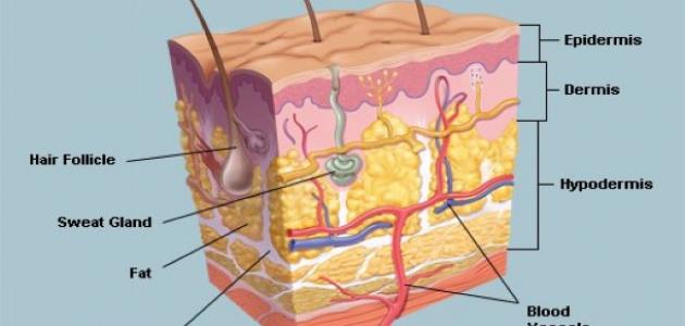 ما اسم الطبقة الداخلية للجلد