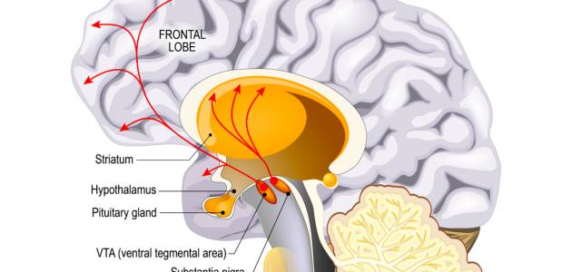 ما هو الدوبامين في الدماغ
