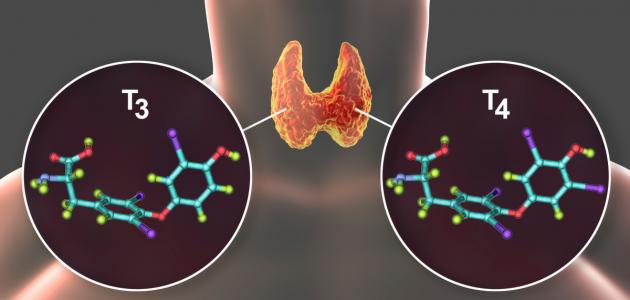 ما هو نشاط الغدة الدرقية