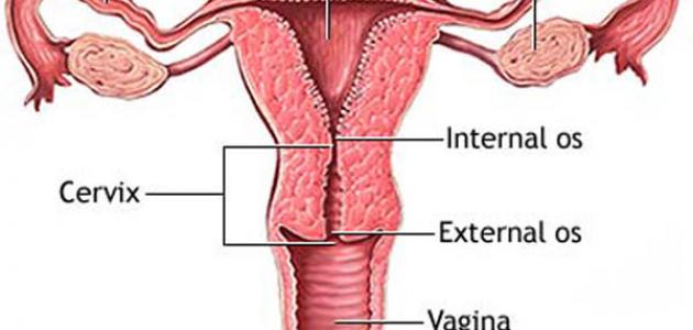 ما هي أسباب قرحة عنق الرحم