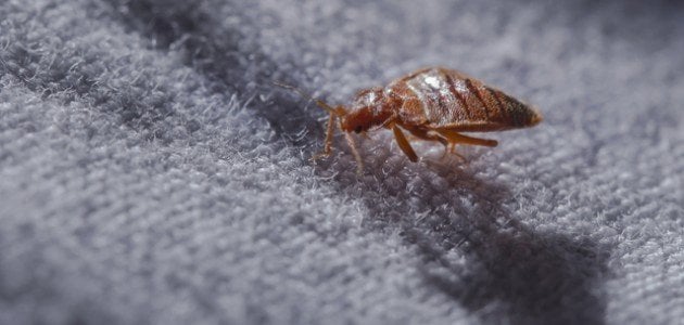 ما هي أضرار حشرة البق