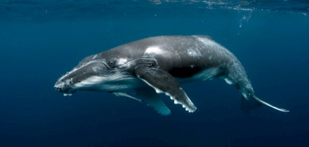 ما هي أنواع الحيتان