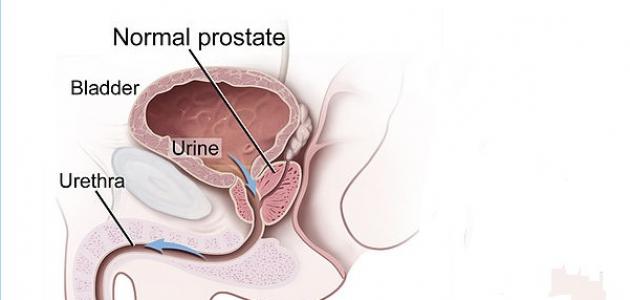 ما هي البروستاتا وما وظيفتها