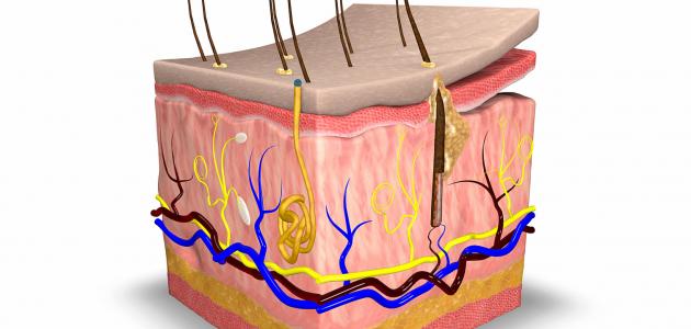 ما هي طبقات الجلد