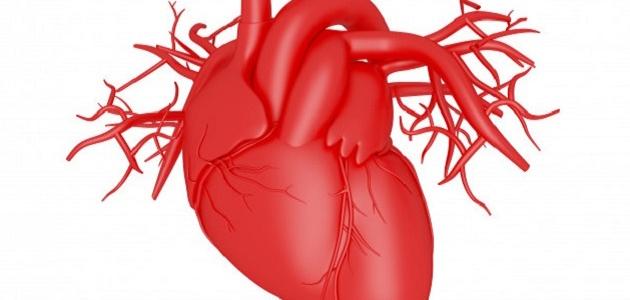 ما هي مكونات القلب