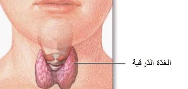 ما هي وظيفة الغدة الدرقية