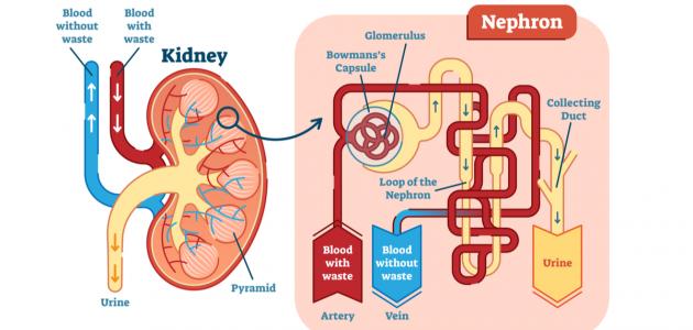 ما هي وظيفة الكلى