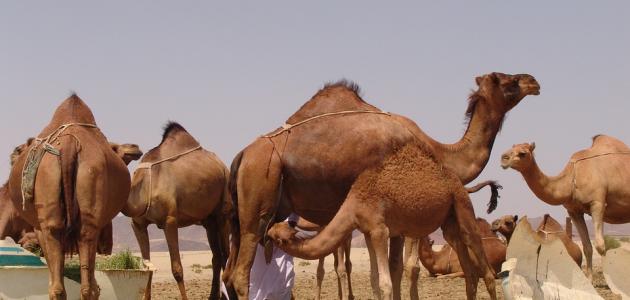 ماذا يسمى صغير الجمل