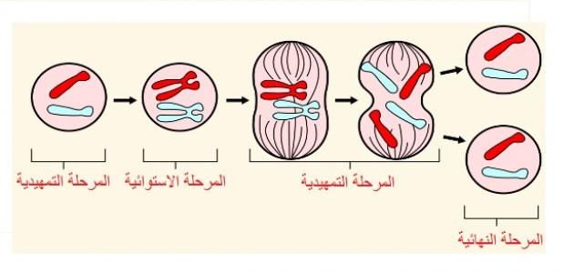 مراحل الانقسام المتساوي