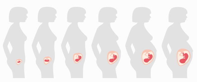 مراحل الحمل أبرز التفاصيل