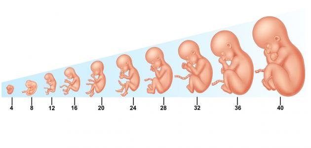 مراحل الحمل بالتفصيل