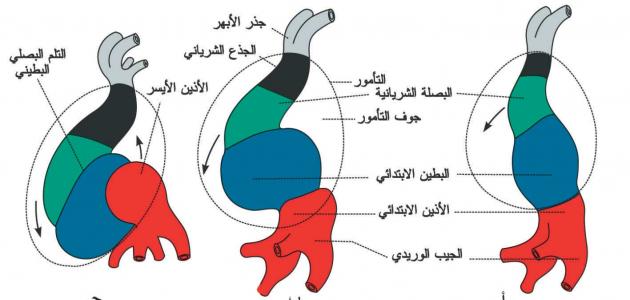 مراحل الدورة القلبية