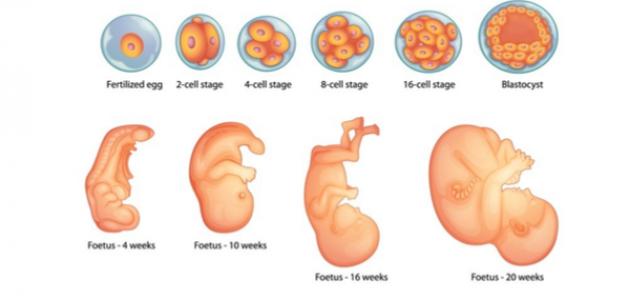 مراحل تطور الجنين في بطن الأم