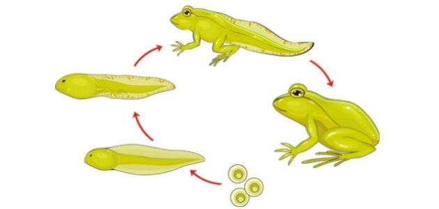 مراحل تطور الضفدع