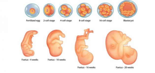 مراحل تكون الجنين من الشهر الأول إلى الشهر التاسع