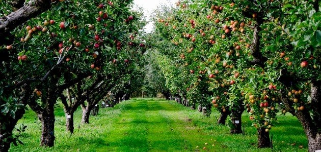 مراحل نمو شجرة التفاح