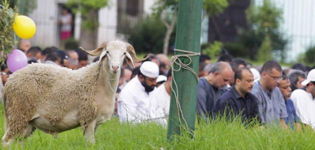 مظاهر الاحتفال بعيد الأضحى