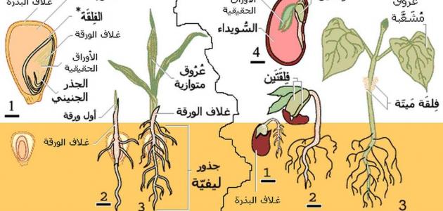 مظاهر النمو عند النبات