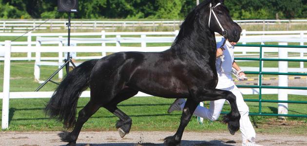 معلومات عن الخيل الفريزيان