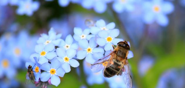 معلومات عن النحل الطنان
