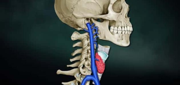 معلومات عن الوريد الوداجي