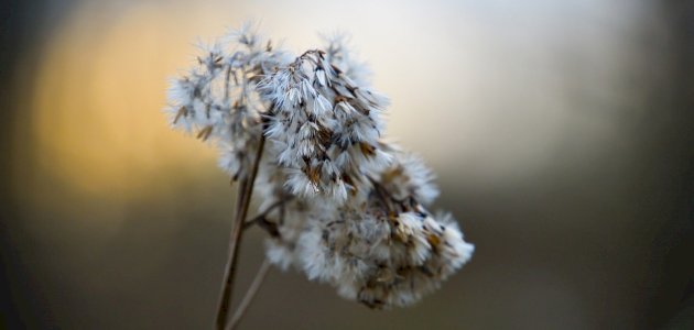 معلومات عن بذور القنب