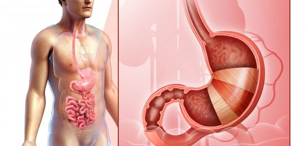 معلومات عن جدار المعدة