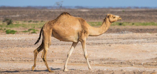 معلومات عن دورة حياة الجمل