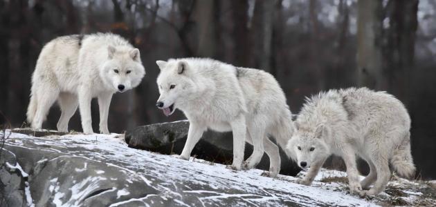 معلومات عن ذئب القطب الشمالي