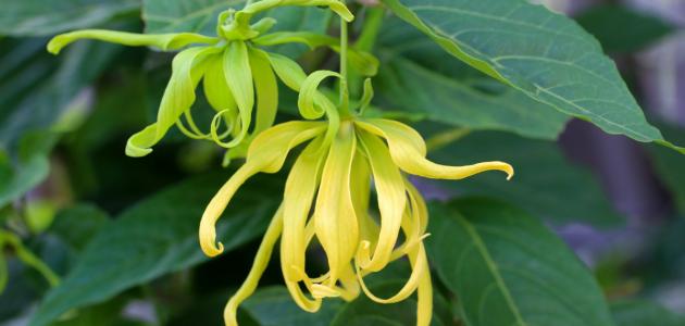 معلومات عن زهرة Ylang Ylang