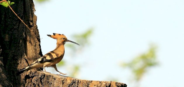 معلومات عن طائر الهدهد