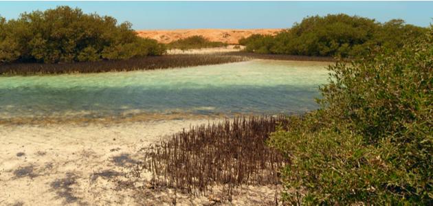 معلومات عن غابات المانجروف في مصر