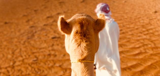 معلومات عن قبيلة بني هلال في اليمن