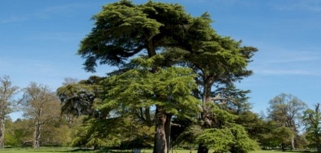 مفهوم الأشجار المخروطية والإبرية الأوراق