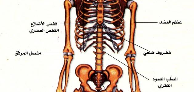 مقال علمي عن الجهاز العظمي