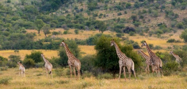 مقدمة بحث عن المحميات الطبيعية