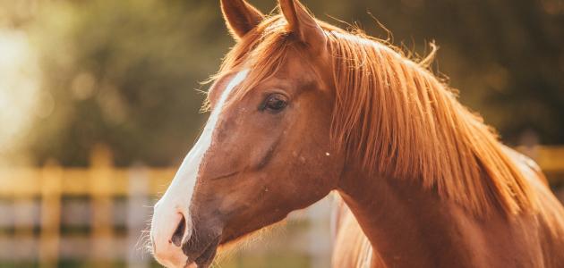 مكانة الخيل في التراث العربي