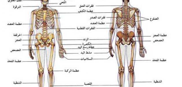 مكونات الجهاز العظمي