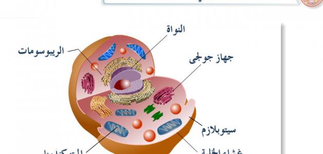 مكونات الخلية الحية